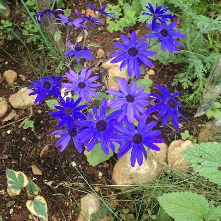 Nevenka Lejlighed Krk Town